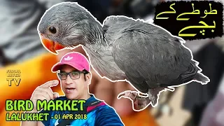 Baby Parrots | Lalukhet Sunday Birds Market | Video in Urdu/Hindi