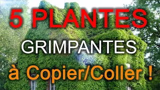 5 Plantes Grimpantes à Avoir Absolument dans son Jardin !! 😜 (Résistants au Froid) + BONUS
