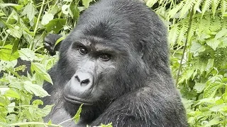 Stunning sightings at Rushaga; Bwindi; Uganda Gorilla Trekking