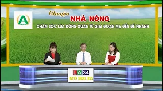 Chăm Sóc Lúa Đông Xuân - Giai Đoạn Mạ Đến Đẻ Nhánh - Chuyện Nhà Nông 24 -10 - Tập Đoàn An Nông