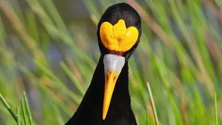 2020 Audubon Photography Awards - Youth Winner Vayun Tiwari