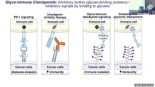 Translational Glycoimmunology to Combat Immune Dysfunction in Aging with Viral Infections