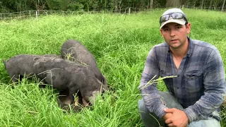 Raising Large Black Pigs on Pasture