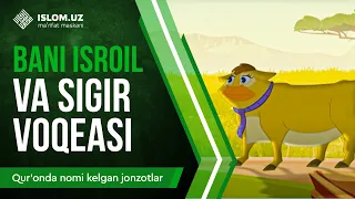 14. Bani Isroil va sigir voqeasi (1-qism) | Qur'onda nomi kelgan jonzotlar