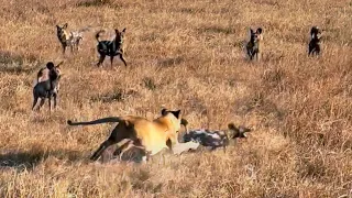 WILD DOGS DISTRACT LION TO SAVE CAUGHT PACK MEMBER