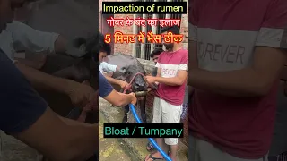 Impaction of rumen l dr Umar Khan