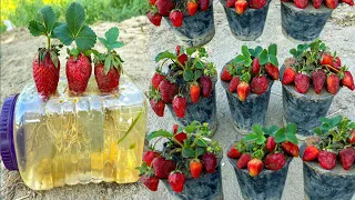 New Idea: No Need To Any Garden To Grow Strawberries Plants From Strawberries Fruit In Water
