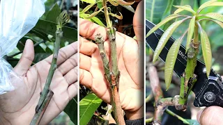 Clever! This is 3 Grafting Ideas On Mango Tree | Real Not Entertainment Purpose