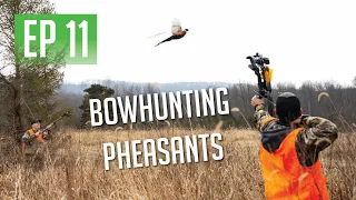 PHEASANT HUNTING WITH OUR BOWS