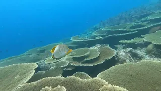 Snorkeling Fulidhoo house reef Maldives 2023