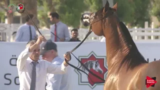 Emirates AH Breeders Championship 2019 - Colts 3 Years Old (Class 7)