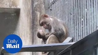 Heart-breaking moment mother monkey cradles her dead baby