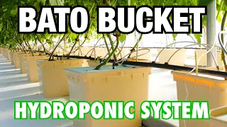 How to Set Up a Bato Bucket Hydroponic System