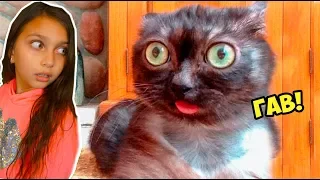 СМОТРИ ЛУЧШИЕ СМЕШНЫЕ КОТЫ😻 и СОБАКИ🐶! НЕ ЗАСМЕЙСЯ ЧЕЛЛЕНДЖ Funny Cats Попробуй смеяться Валеришка