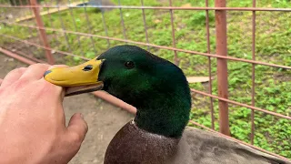 My Duck Bit Me (so I’m eating him)