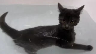 cat swims in the bathroom ( кот купается ).mp4