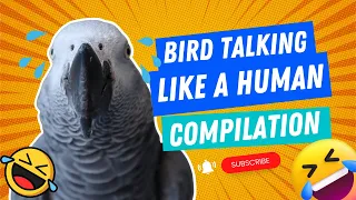 Bird Talking Like A Human Compilation #1 | Gizmo the Grey Bird