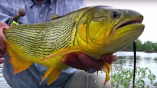 Juramento Fly Fishing - Golden Dorado Argentina by Todd Moen