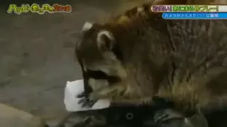 Racoon's trying to eat | Saddest 15 seconds ever.