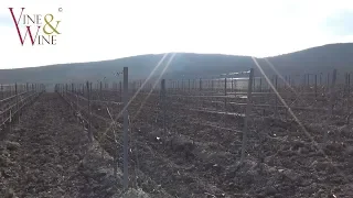 Шпалера на винограднике / Vineyard trellising
