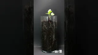Radish Seed To Bulb Time Lapse - 29 Days in 39 Seconds