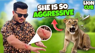 How My Lion Cub Gets Dangerous | Lion Cub Injured My Hand | Nouman Hassan |