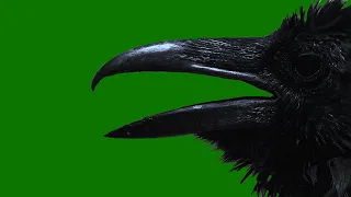 Green Screen Horror Raven effect | creepy Halloween background video | scary black bird no copyright