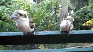 Talking Kookaburras