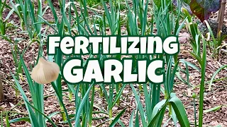 Fertilizing Garlic In Spring