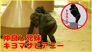 【ゴリラ】仲良しのキヨマサとアニー🦍【gorilla】