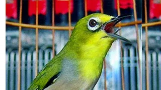 鳥聲 birds - 綠繡眼 , 訓練鳥兒在早上唱歌，發出有趣的聲音