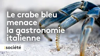 Le crabe bleu menace la gastronomie italienne