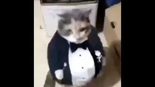 Fat Ass Cat In a Tuxedo