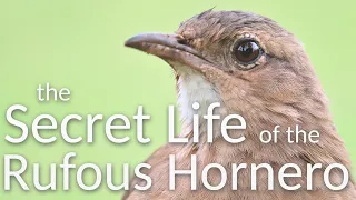 The Secret Life of the Rufous Hornero