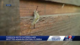 Skin-irritating tussock moth caterpillars return to Central Florida for the season