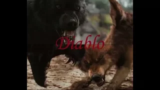 Twilight Wolves - Diablo