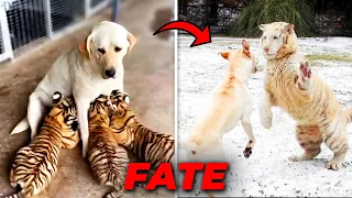 Dog RAISES Trio of TIGER Cubs, But What Happened Years Later Was VERY Unexpected!