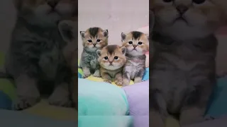 Cute Cats Videos Compilation 😺😺😻 #cats #fyp #kitten #catlover #catoftheday #cat #kucing #kucinglucu