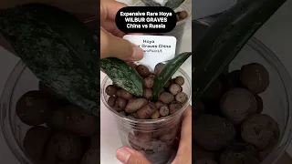 Expensive Rare Hoya (Wilbur Graves China Versus Russia) |Hoya Plants