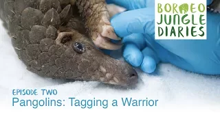 Borneo Jungle Diaries: Episode Two - Pangolins: Tagging a Warrior [UHD/4K] SZtv