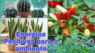 10 plantas que atraem energias positivas para o ambiente!