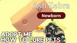 How to lure pets in adopt me update