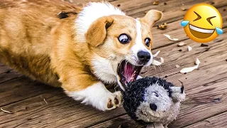 Warning 😂 Don't Miss These Funny Cat and Dog Clips! 🐾 #11