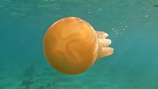 Jellyfish - Manly Beach
