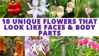 10 unique flowers that look like human or animal faces & body parts