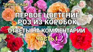 Первое цветение роз из коробок. Розы хорошо развиты, отлично выглядят и радуют меня своей красотой!