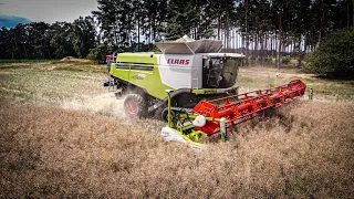 Claas Lexion 770 mit Kraft in der Getreideernte | Power ohne Kompromisse (4K) #claas #getreide