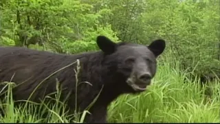 Missouri hikers, campers encouraged to become more bear aware