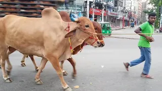 Big bull qurbani in Dhaka 2018. The biggest qurbani cows of Bangladesh. Qurbani cows of GRAMSICO.