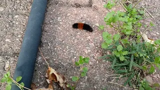 caterpillar walking in circles